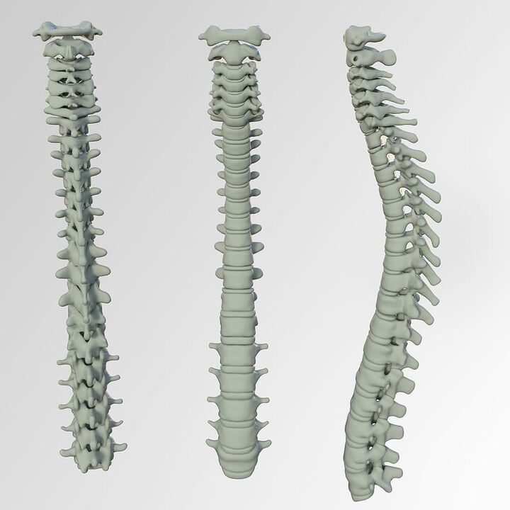 Vertebral column scheme